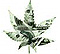 Measuring Marijuana