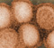 Swine Flu Guide