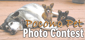 Poconos Pet Photo Contest